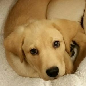 Meet your Posher, Shannon